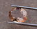 4.26 Ct Morganite Loose Gemstone