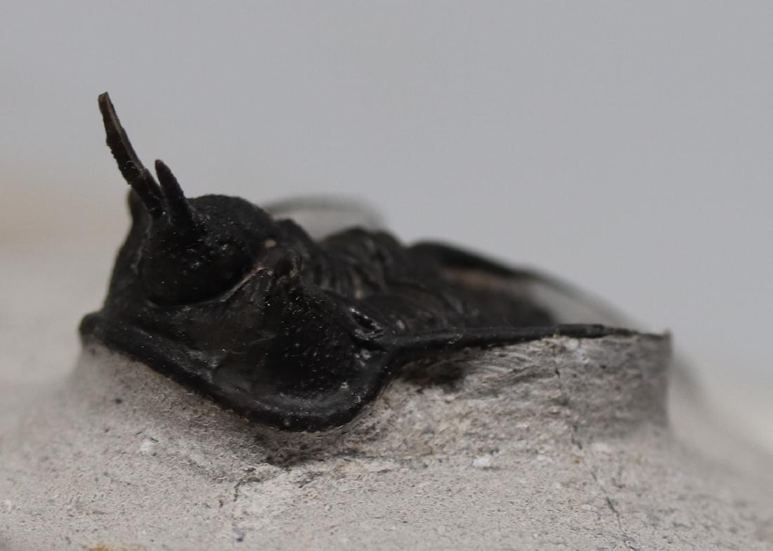 Fossil trilobite "devil horn": Cyphaspis waltheri (1 of 5)