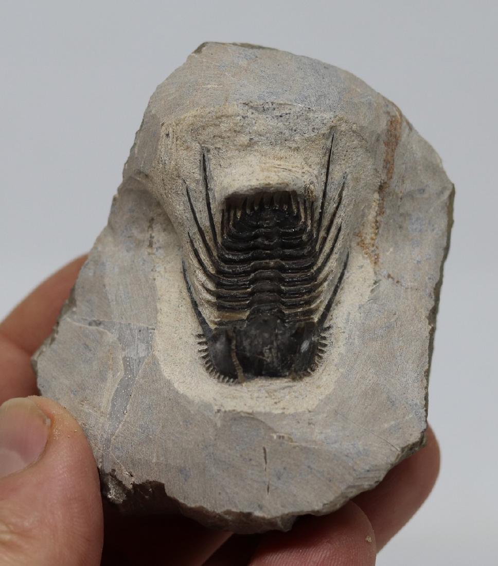 Extremely spiny fossil trilobite : Leonaspis haddanei (1 of 3)