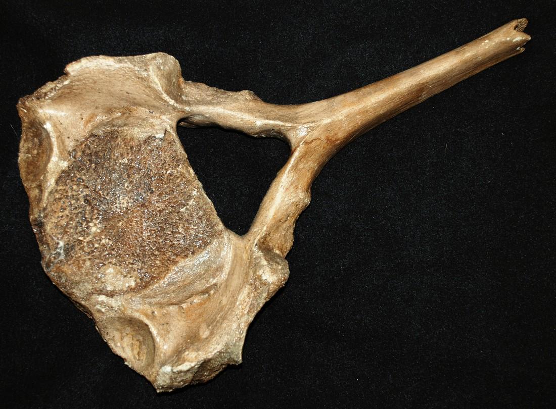 Woolly mammoth (Mammuthus primigenius), Vertebra (1 of 7)