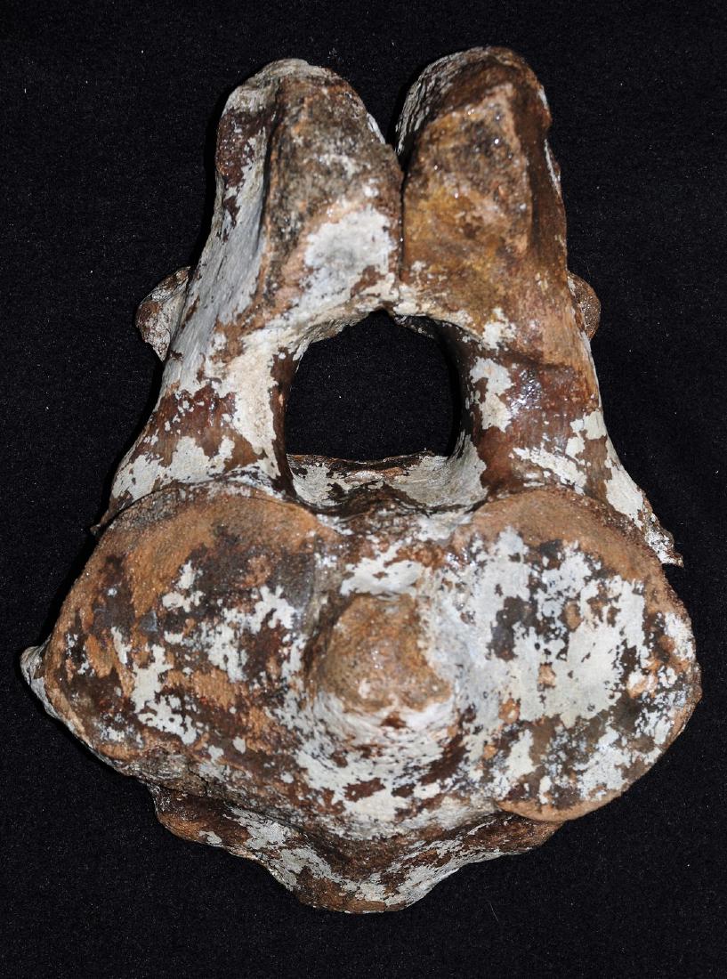 Woolly mammoth (Mammuthus primigenius), Axis (1 of 7)