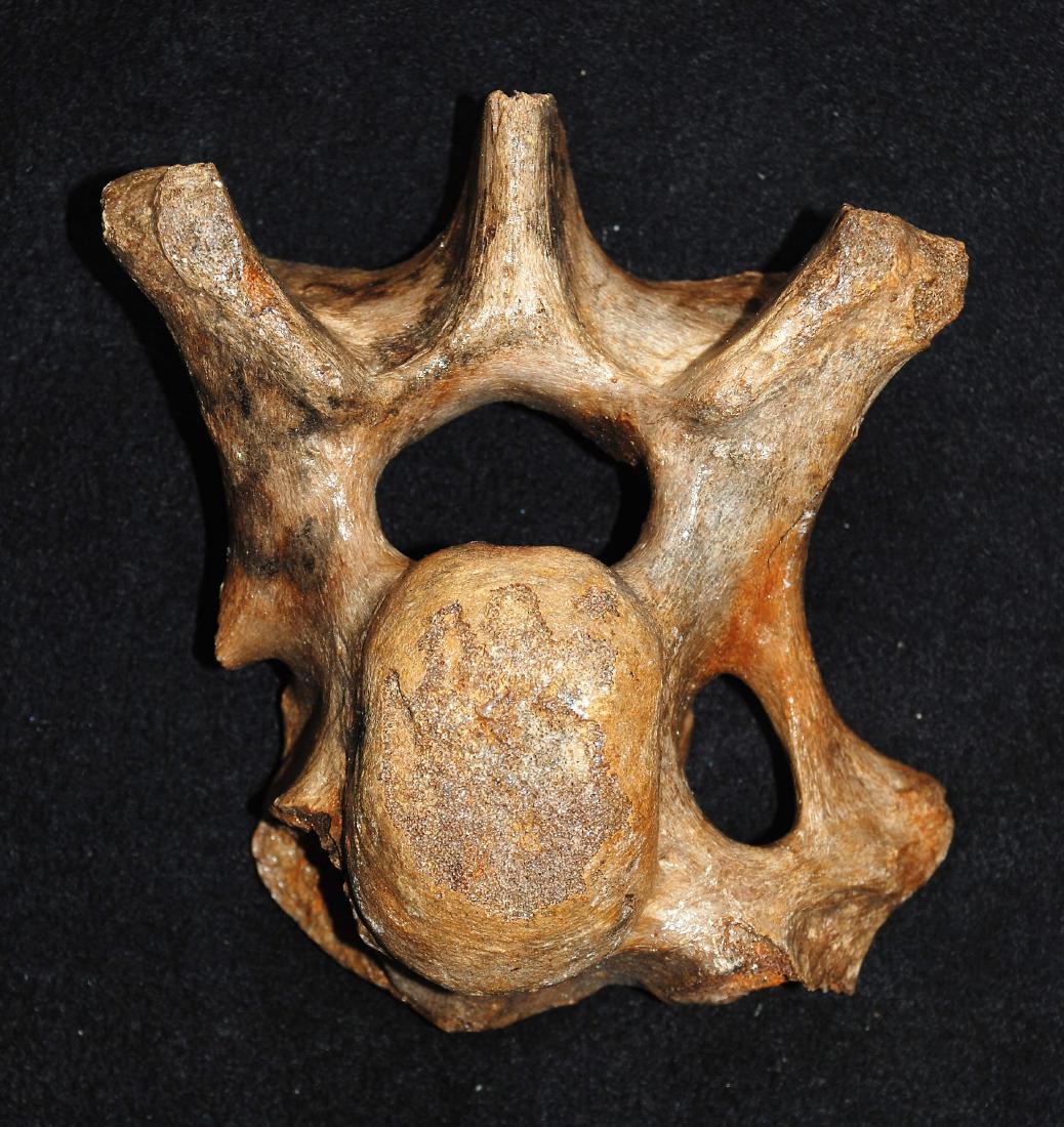 Woolly rhinoceros (Coelodonta antiquitatis), Vertebra (1 of 7)