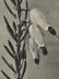 PROF. KARL BLOSSFELDT - Erica herbacea