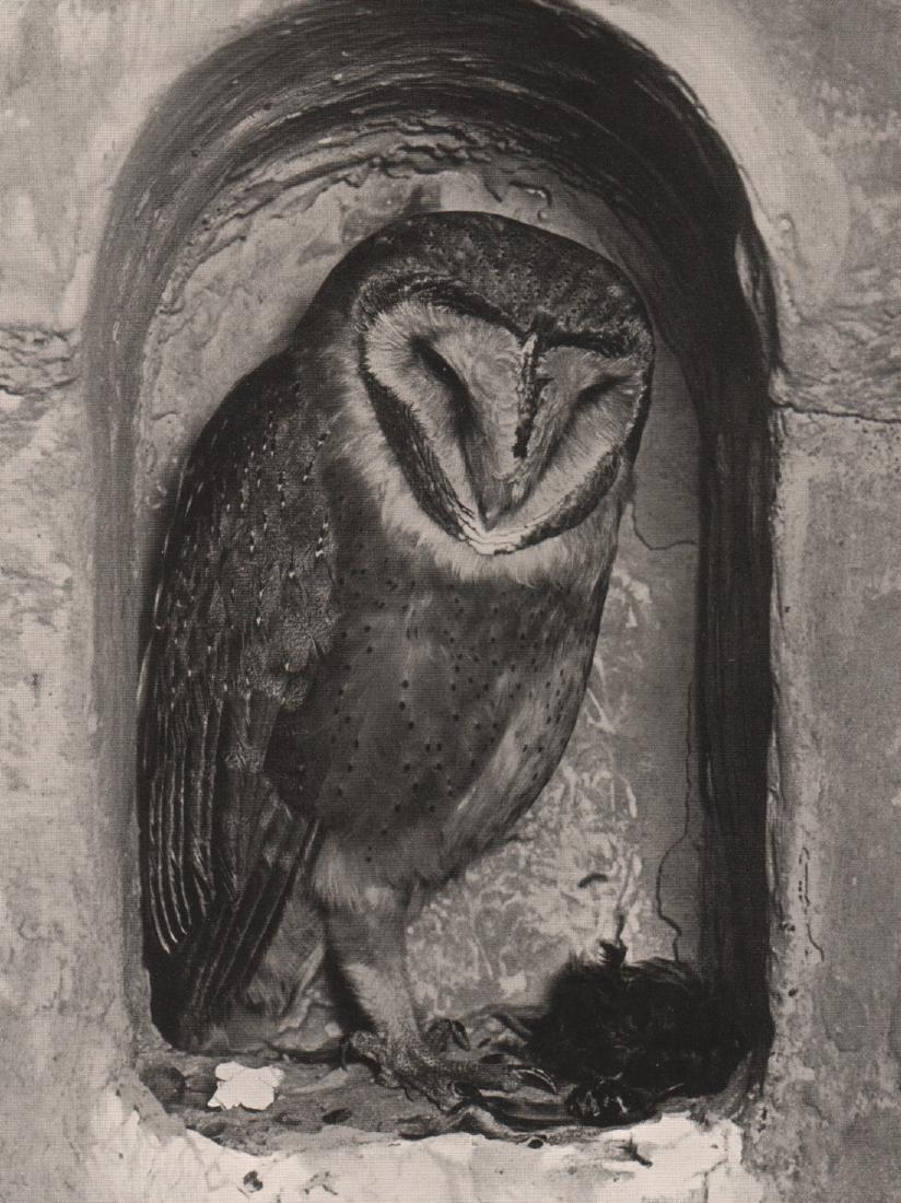 HERMANN FISCHER- Barn Owl: Artist: HERMANN FISCHER Print Title: Barn Owl Printing Date: 1936 Medium: Photoengraving Printed in: Germany Image Size: 8” x 6” Please note that this lot has a confidential reserve. When you leav