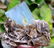 Damage Free and Aesthetic Natural Aquamarine Crystal
