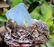Damage Free and Aesthetic Natural Aquamarine Crystal - 6