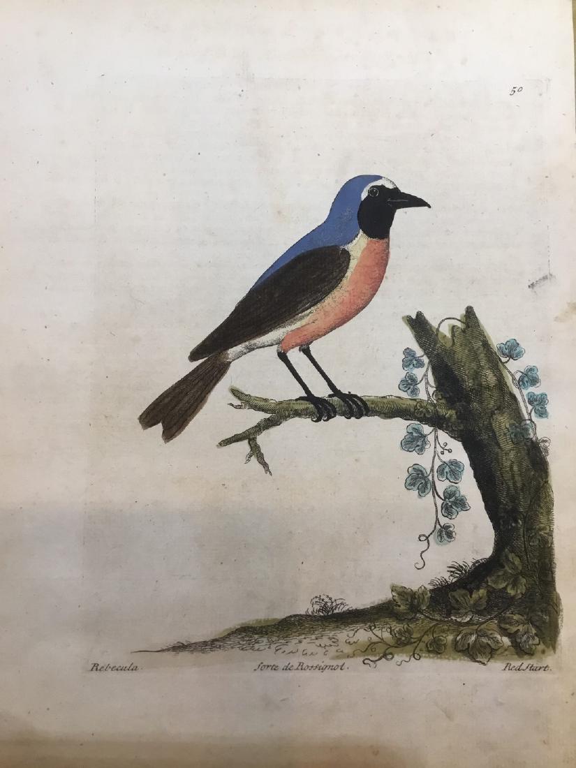 Antique Bird Engraving Print 1750 (1 of 1)