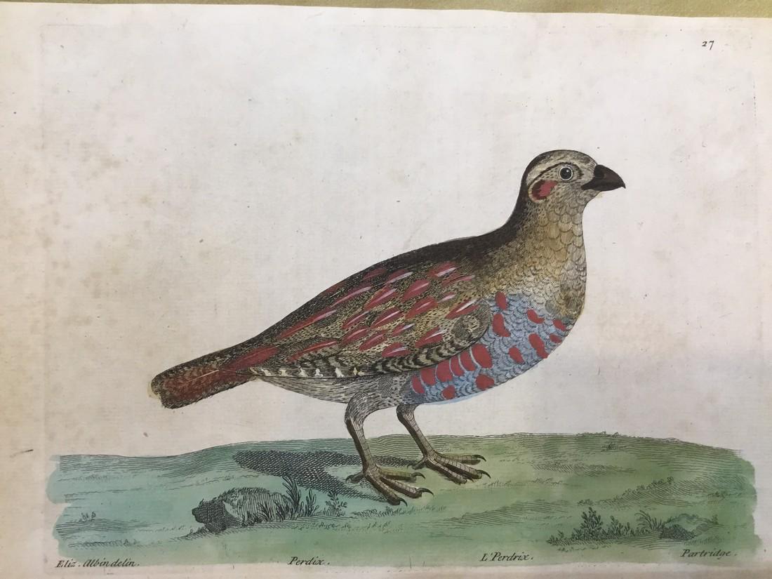 Antique Bird Engraving Print 1750 (1 of 1)