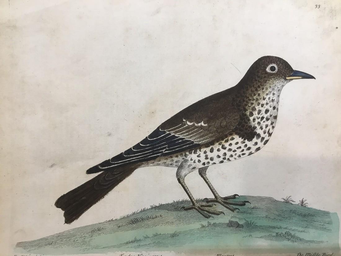 Antique Bird Engraving Print 1750 (1 of 1)