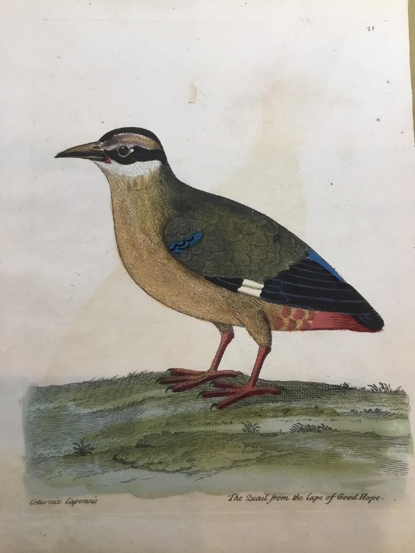 Antique Bird Engraving Print 1750 (1 of 1)