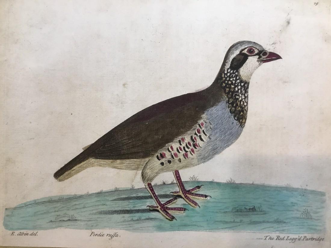 Antique Bird Engraving Print 1750 (1 of 1)