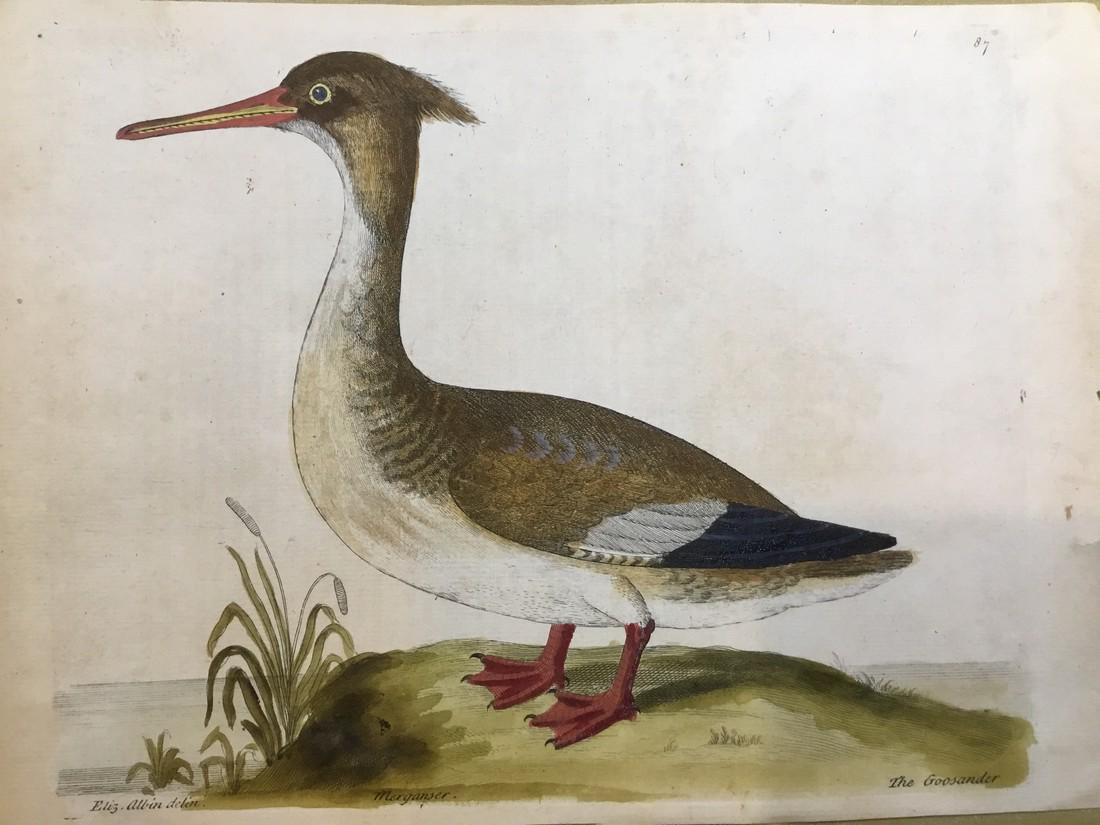 Antique Bird Engraving Print 1750 (1 of 1)