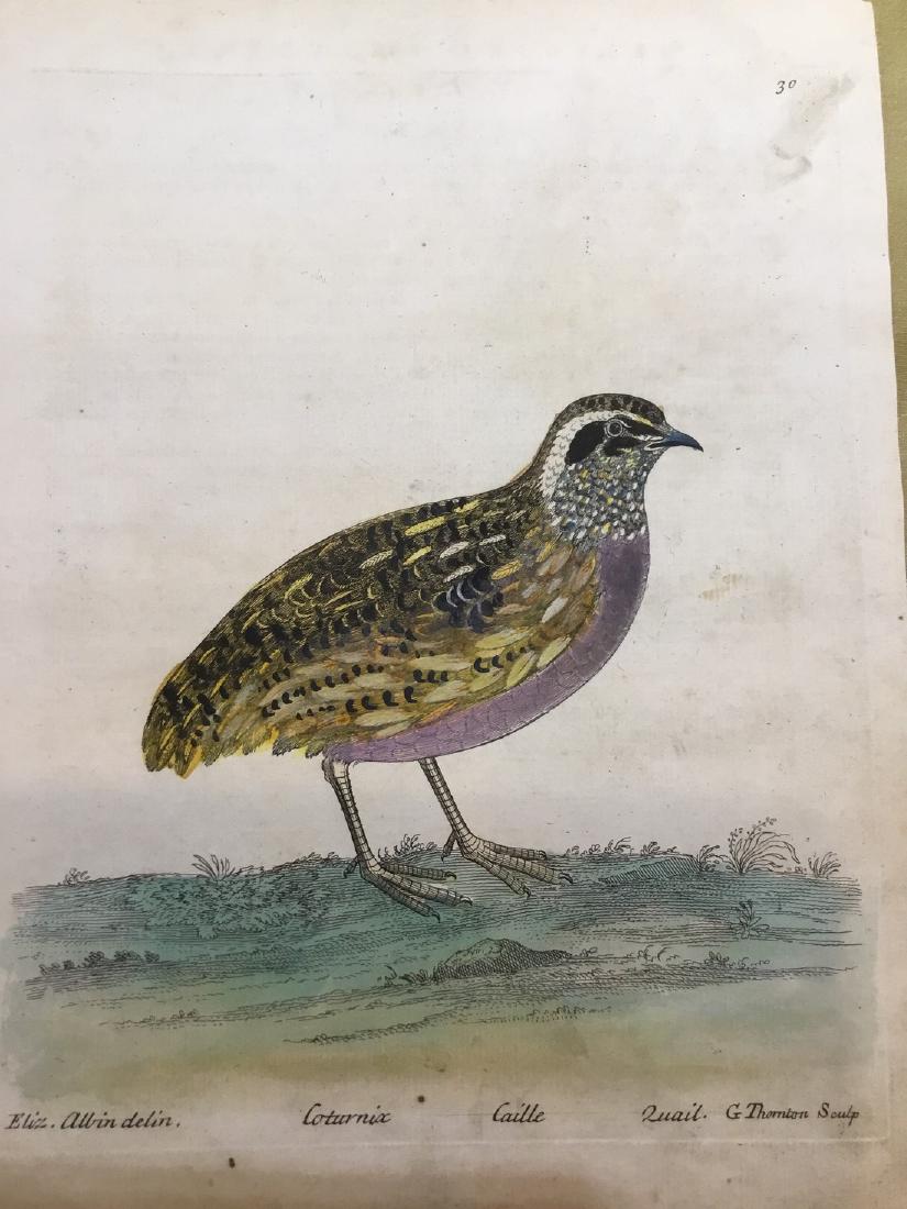 Antique Bird Engraving Print 1750 (1 of 1)