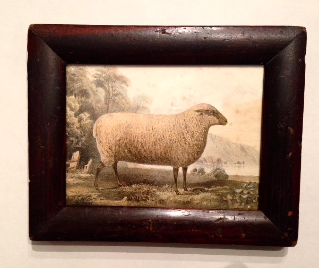 19thc Hand Colored Sheep Engraving in a Period Frame. (1 of 3)