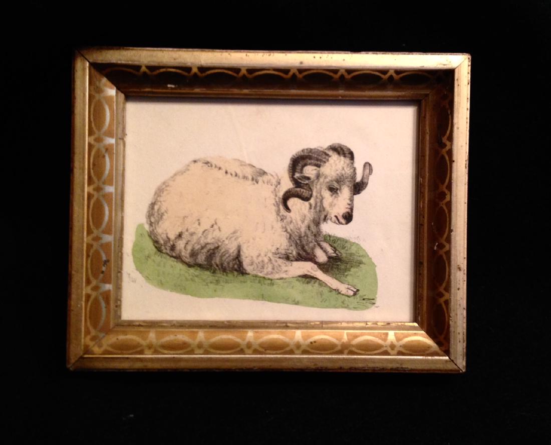 1855 Hand Colored Goat Engraving 19thc Gold Leaf Frame. (1 of 2)