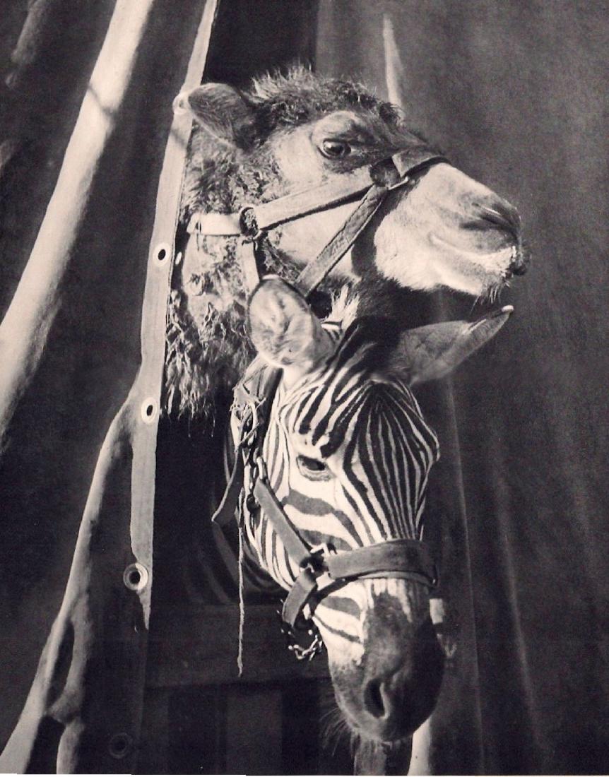 BRASSAI - Camel & Zebra: Artist: BRASSAI Print Title: Camel & Zebra Medium: Sheet-fed Gravure Printing Date: 1939 Printed in France Image size approx. 8.5 x 11 inches Brassai was a Hungarian–French photographer, sculptor, w