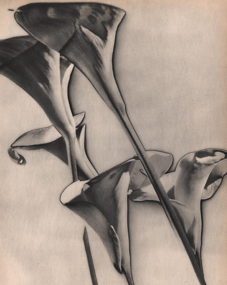 MAN RAY - Calle Lilies, 1930: Artist: MAN RAY Print Title: Calle Lilies, 1930 Medium: Sheet-fed Gravure Printing Date: 1934 Printed in France Image size approx. 8.5 x 10.5 inches Man Ray, original name Emmanuel Radnitzky, was born