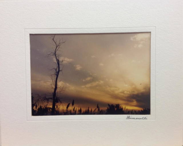 John Simonelli Photograph Lone Tree