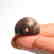 Sassanian Agate Seal, Zebu Bull, c. 200-250 A.D. - 4