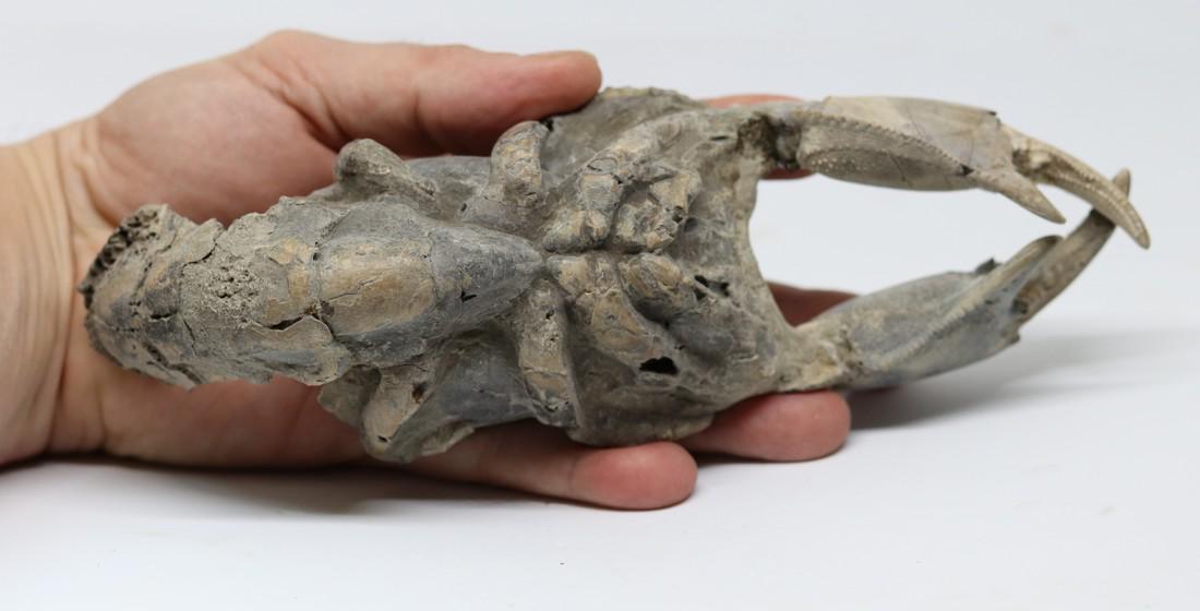 Giant fossil lobster : Thalassina emerii (1 of 7)