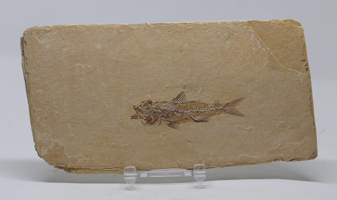 Fossil fish : Dapalis macrurus (1 of 3)