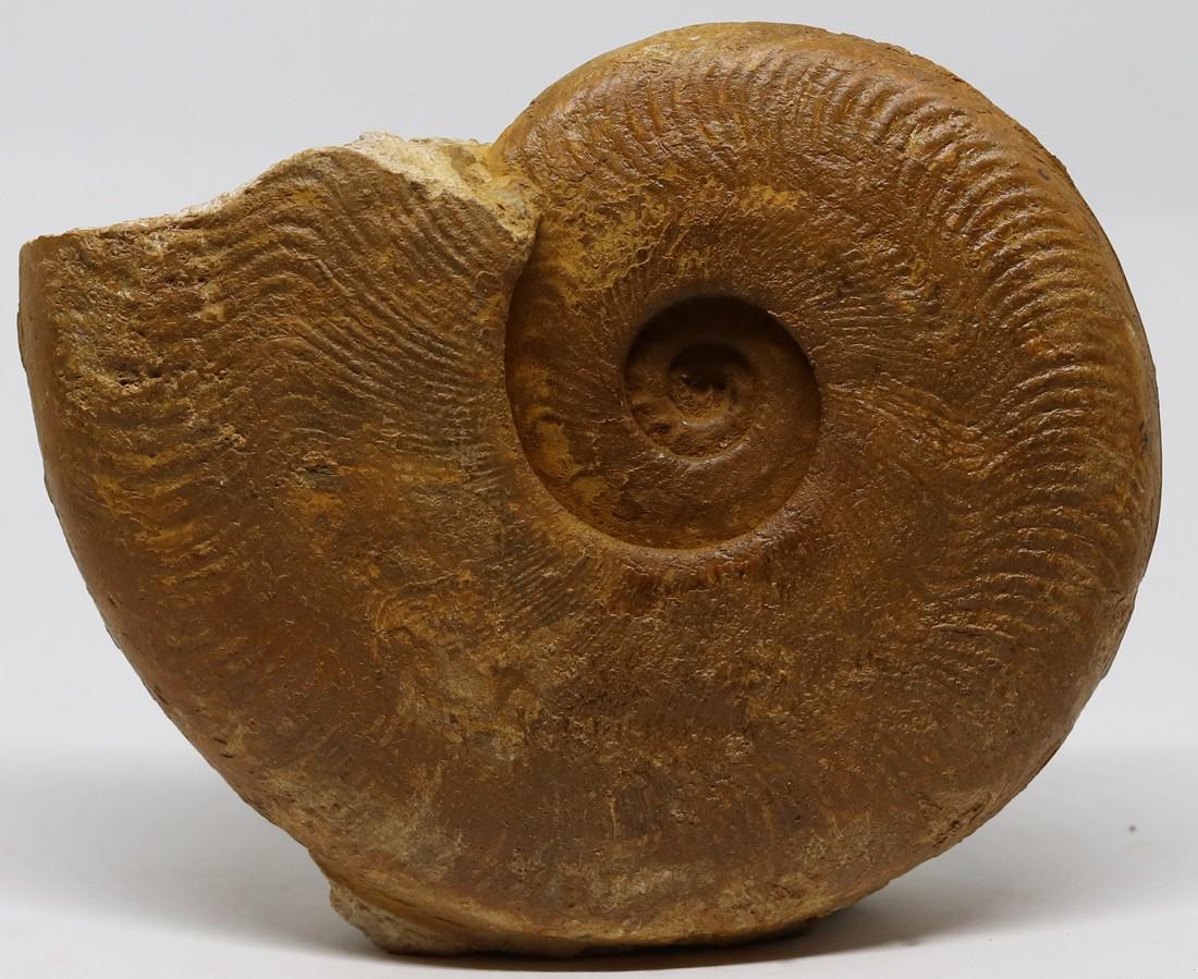 Jurassic fossil ammonite : Harpoceras falciferum (1 of 3)