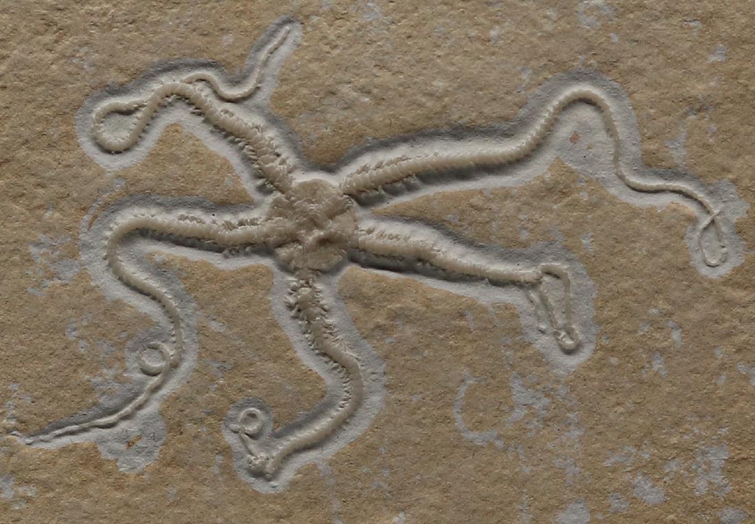 Stunning fossil starfish : Ophiopetra (1 of 4)