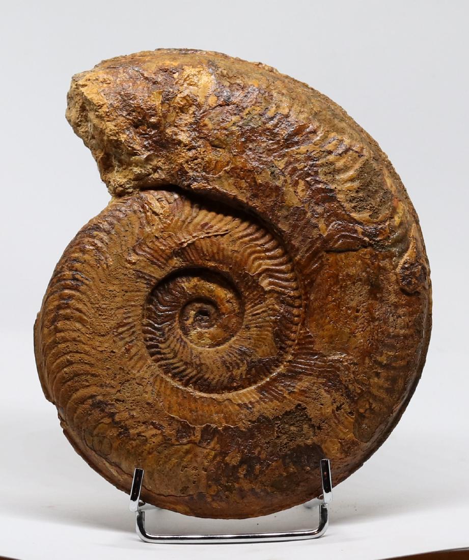 Jurassic fossil ammonite : Harpoceras serpentinum (1 of 4)