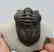 Fossil trilobite : Morocconites maladoides - 3