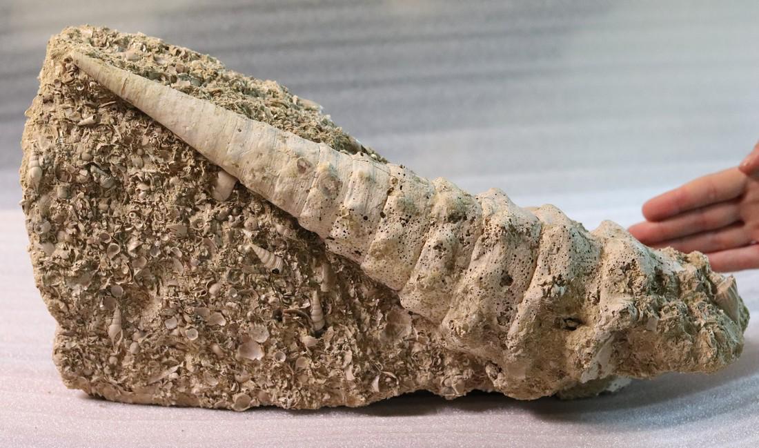 Giant gastropod : Campanile giganteum (1 of 6)