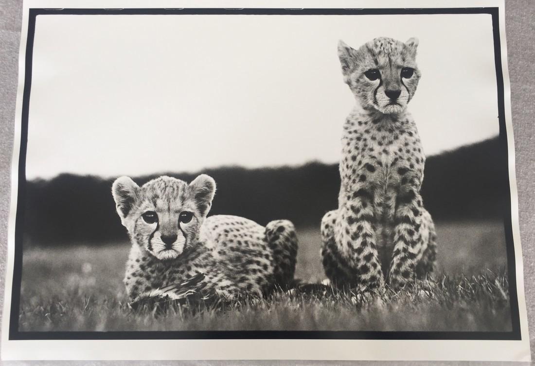 After Peter Beard Photo Untitled (Cheetah Cubs): Artist: After Peter Beard - American, b. 1938 Title, Year: Untitled (Cheetah Cubs) Medium: Black and white photographic print Dimensions: Image size: 13.25" H x 19.25" W Sheet size: 15.5" H x 19.5" W