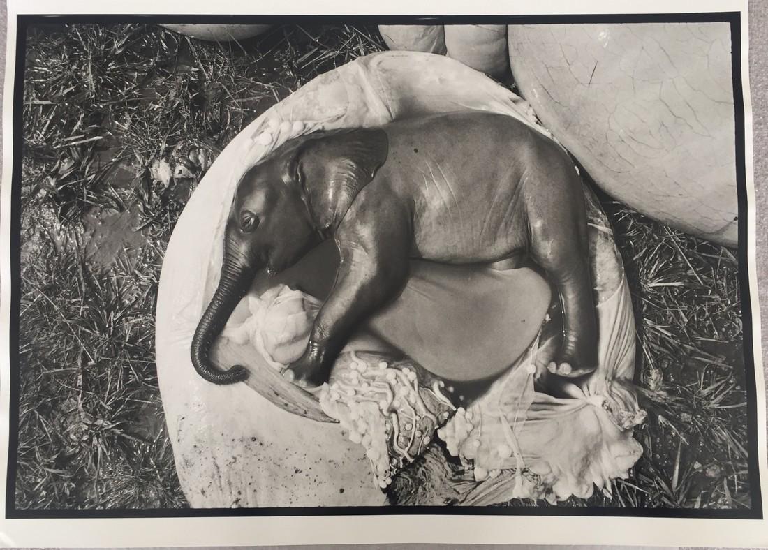 After Peter Beard Photo Untitled (Ele Embryo, Uganda,: Artist: After Peter Beard - American, b. 1938 Title, Year: Untitled (Ele Embryo, Uganda, 1966) Medium: Black and white photographic print Dimensions: Image size: 13.25" H x 19.25" W Sheet size: 15.5"