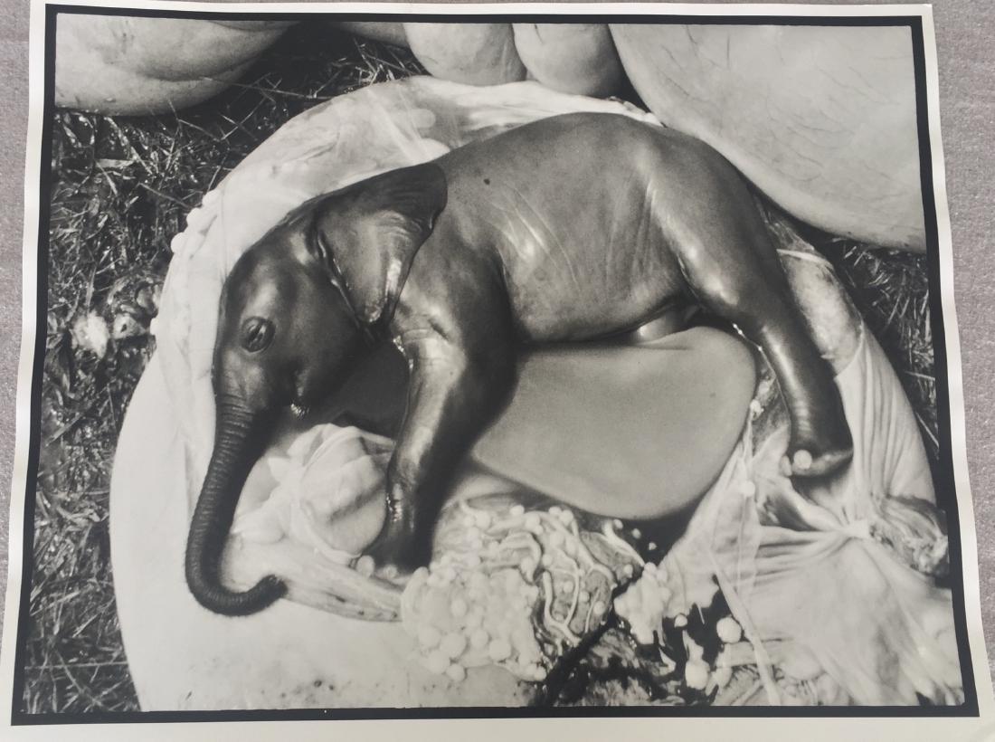 After Peter Beard Photo Untitled (Ele Embryo, Uganda,: Artist: After Peter Beard - American, b. 1938 Title, Year: Untitled (Ele Embryo, Uganda, 1966) Medium: Black and white photographic print Dimensions: Image size: 15.25" H x 19.25" W Sheet size: 15.5"