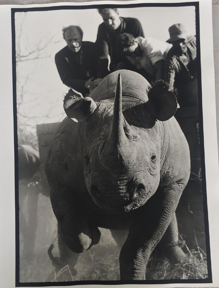 After Peter Beard Photo Untitled (Roping Rhinos): Artist: After Peter Beard - American, b. 1938 Title, Year: Untitled (Roping Rhinos) Medium: Black and white photographic print Dimensions: Image size: 19.25" H x 13.25" W Sheet size: 19.5" H x 15.5" W