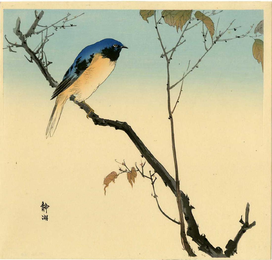 Seiko Okuhara Woodblock Bluebird Perched on a Branch: Artist: Seiko Okuhara Title: Bluebird Perched on a Branch Publisher: Kawaguchi Date: 1930s Medium: Japanese woodblock print Size: shikishi, 11.25 x 11 inches Provenance: from the Robert O. Muller esta