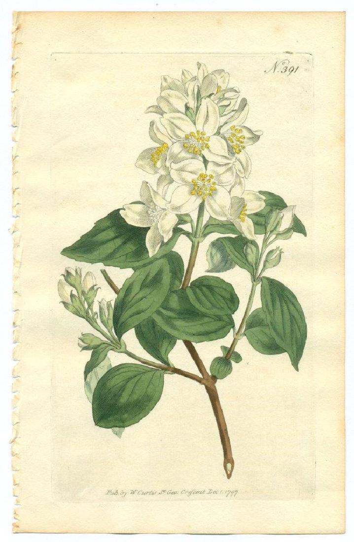 1797 W. Curtis Old Antique Botanical Print Text Page (1 of 3)