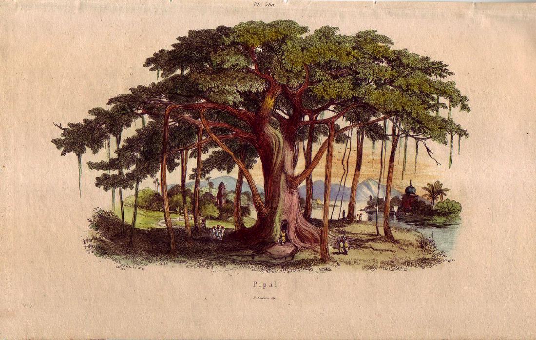 Guerin: Giant Pipal (Sacred Banyan or Bhoti Tree) (1 of 1)