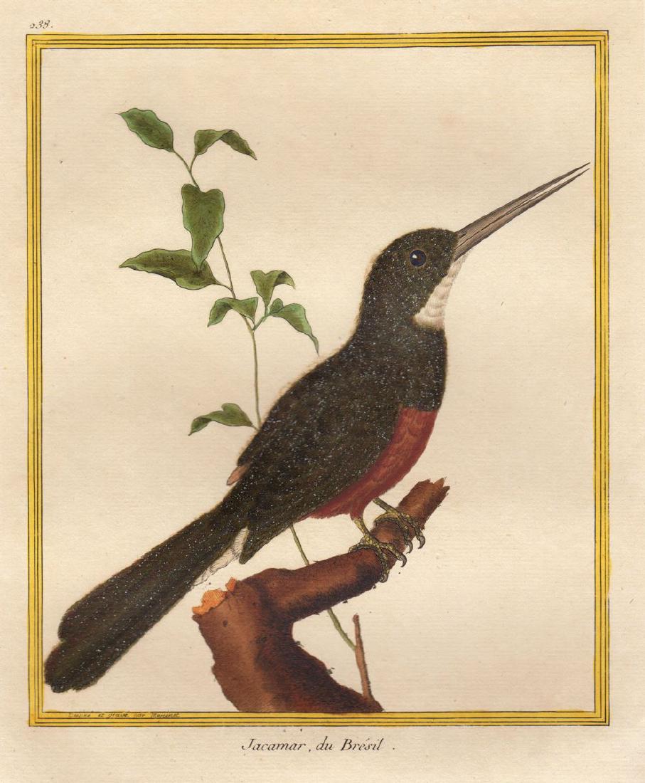 Martinet/Buffon: Brazilian Jacamar (1 of 1)
