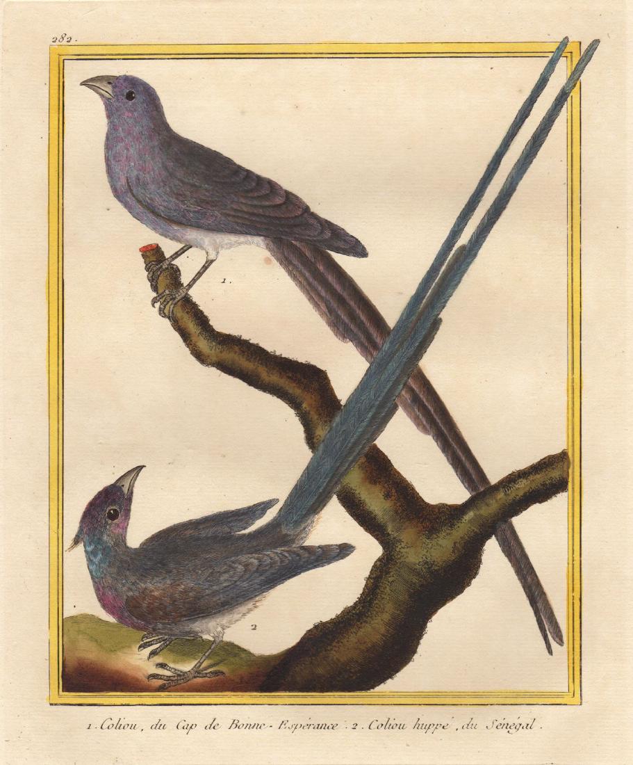 Martinet/Buffon: Cape of Good Hope & Senegal Mousebirds (1 of 1)