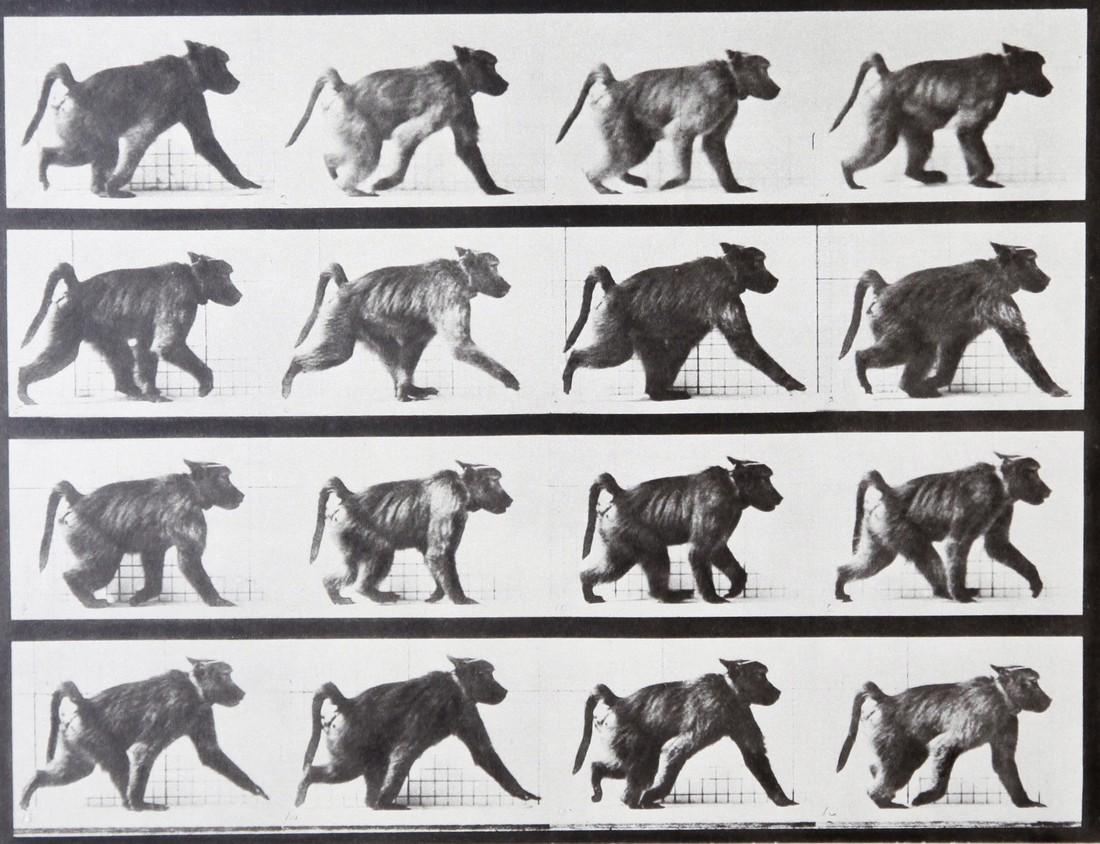 EADWEARD MUYBRIDGE - Babouin walking AL747: Artist: Eadweard Muybridge Title: Babouin walking AL747 Date Printed: 1979 Heliogravure Printer Location: Electa Italy Size: 25.5x 19.2 cm - 10. x 7.5 inch With tissue guard Mount Size: 30x40 cm - 15.