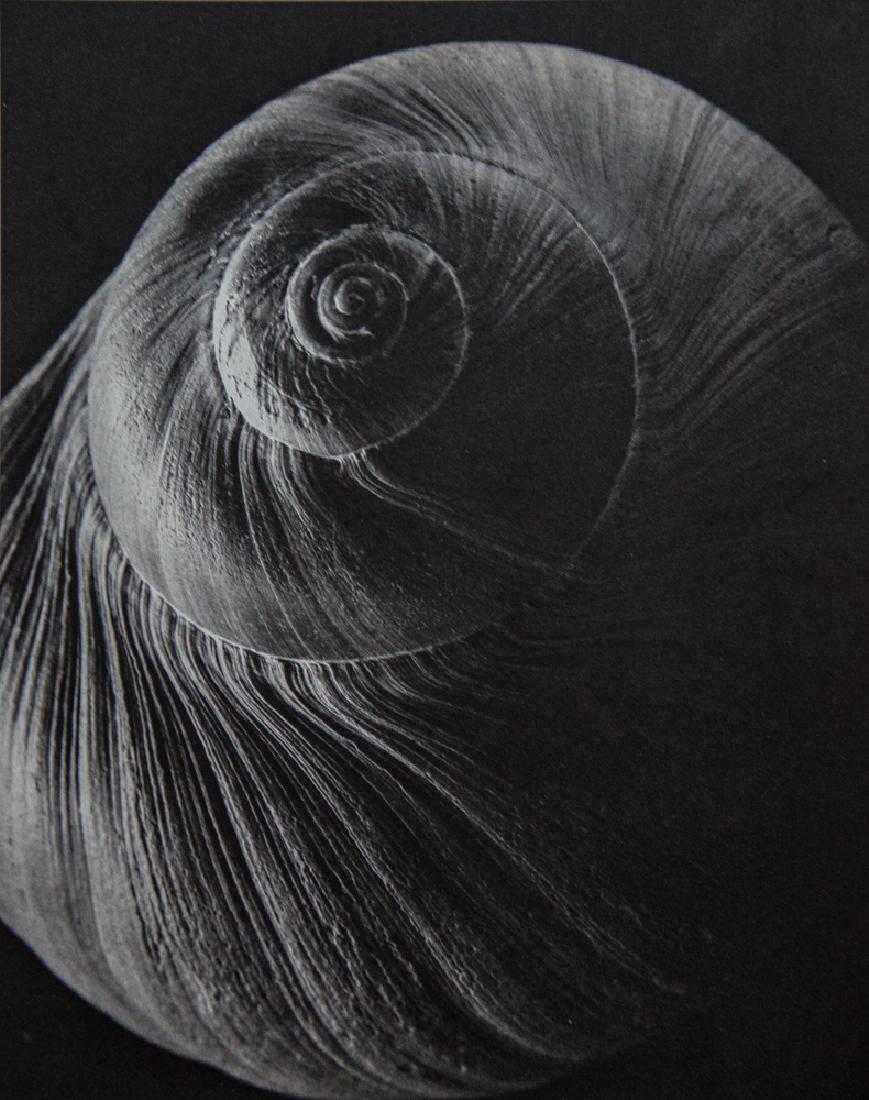 EDWARD STEICHEN - The Spiral Shell: Artist: Steichen, Edward Title: The Spiral Shell Medium: Sheet Fed Gravure, 1963, Switzerland Dimensions: 8.75x11.25" Heat Wax Mounted on 14x18" Conservation Board Edward Steichen was born in Luxembou