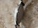 Rolex Cellini 18k Gold Swiss Made Men's 31mm Dress - 4