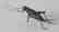Folk Art Wood Carved Cricket - 2
