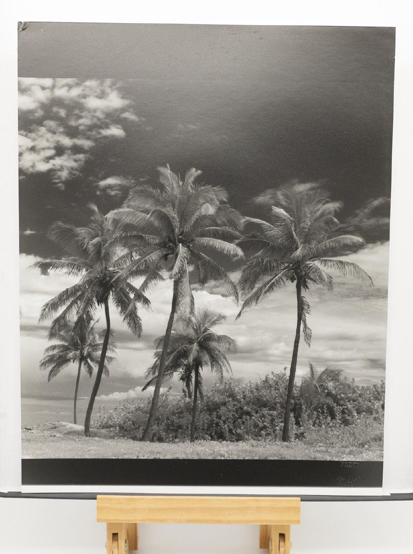 Paul Cooklin (1971- ) AP 1/5 - 'Coconut Trees, Santa (1 of 13)