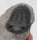 Fossil trilobite with perfect eyes: Hollardops - 4