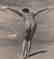 ANDRE DE DIENES - Nude