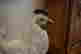 item-62341731=3