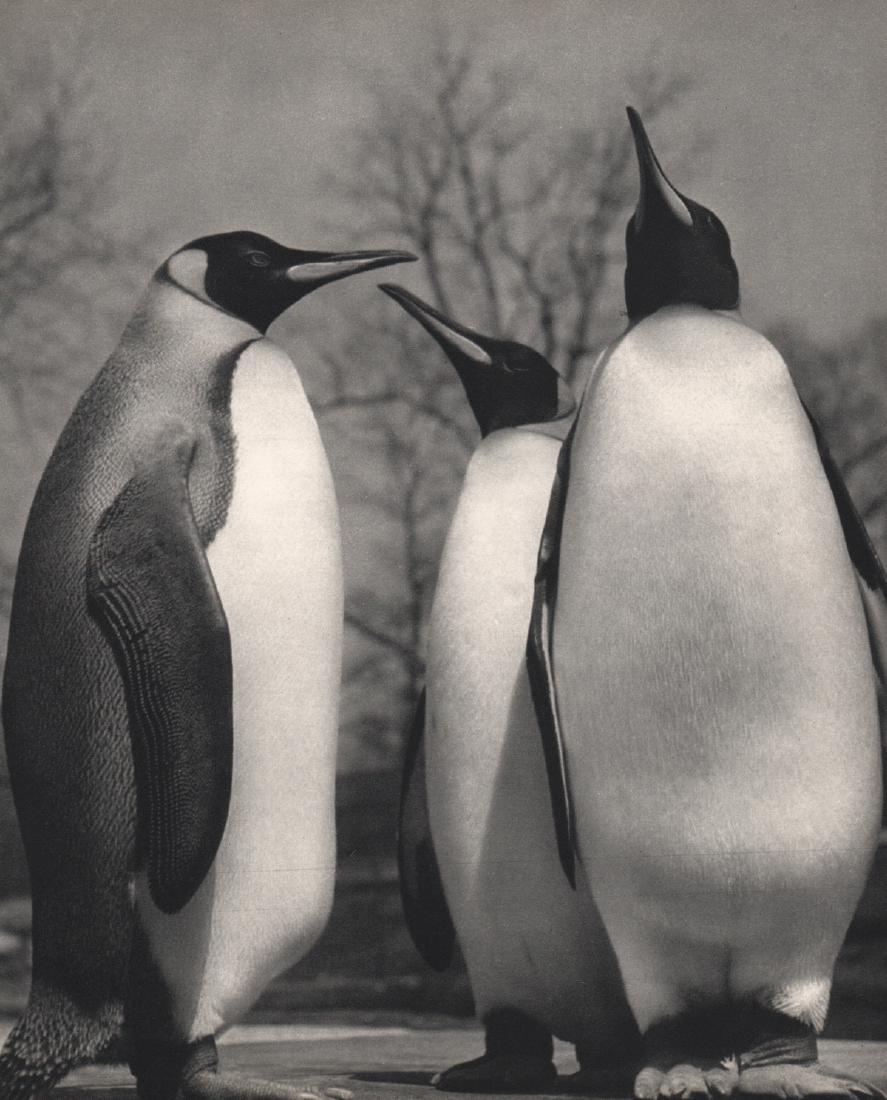 YLLA - Penguins: Artist: YLLA Print Title: Penguins Medium: Sheet-fed Gravure Printing Date: 1950 Printed in France Image size approx. 8.5 x 10.5 inches Ylla (1911-1955) was a Hungarian photographer who specialized in