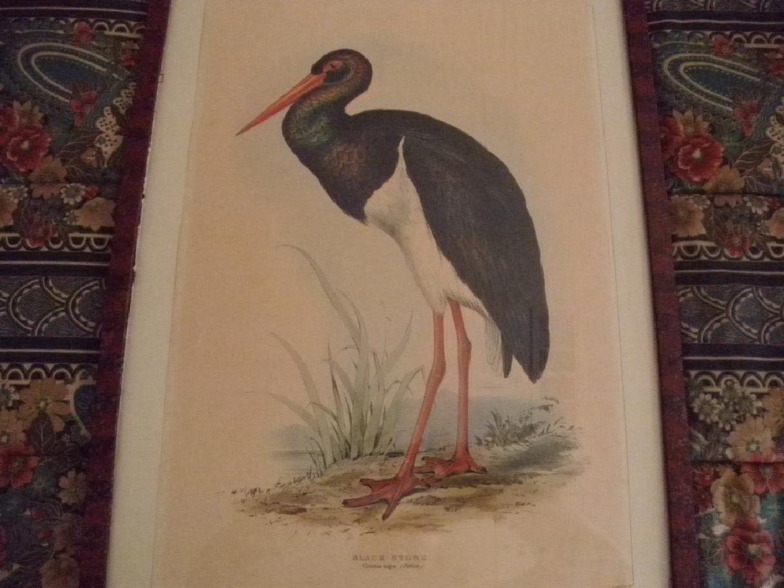 Black Stork E. Lear Colored Lithograph (1 of 4)