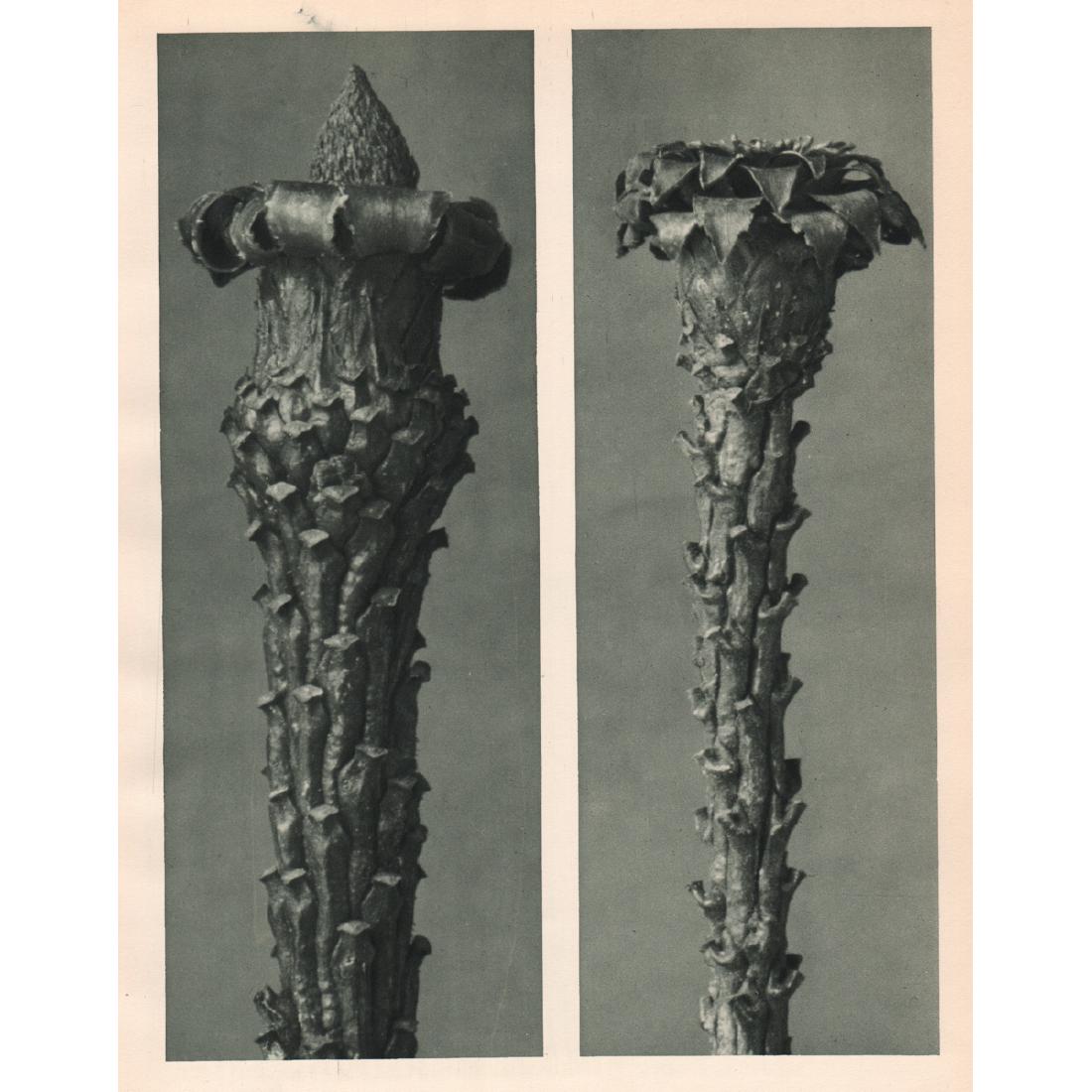 KARL BLOSSFELDT - Cornus nuttallii & officinalisa: Artist: KARL BLOSSFELDT Print Title: Cornus nuttallii & Cornus officinalisa Medium: Sheet-fed Gravure Printing Date: 1929 Printed in Germany Image Size: 7.5 X 10 inches Karl Blossfeldt was a German ph